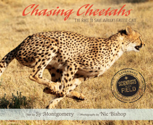 chasingcheetahs
